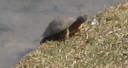 turtle
2