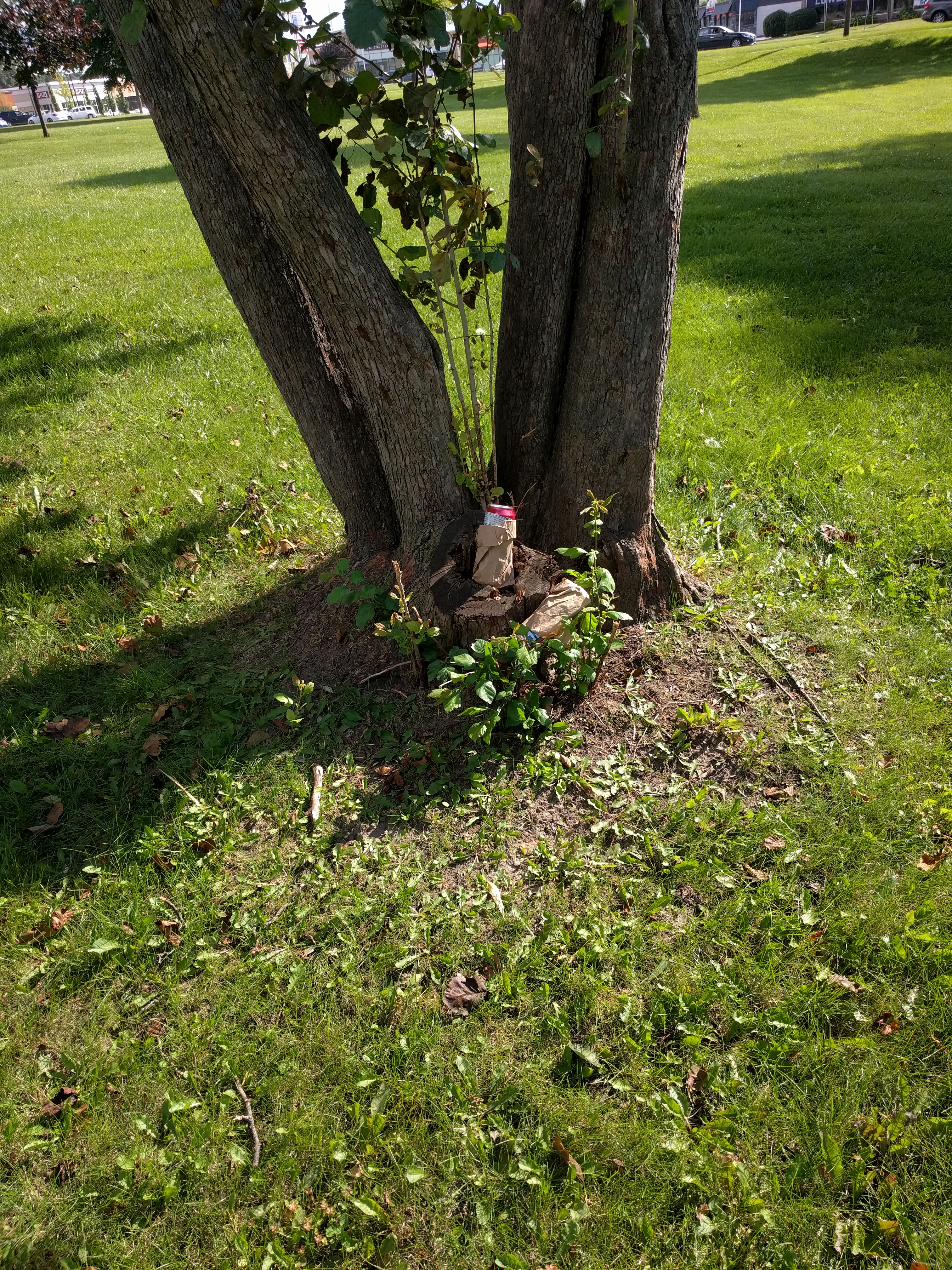 Beer can nestled within a tree