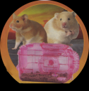 hamsters