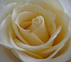 White
Rose